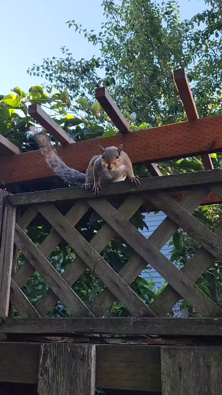 @ZippyTheRescueSquirrel