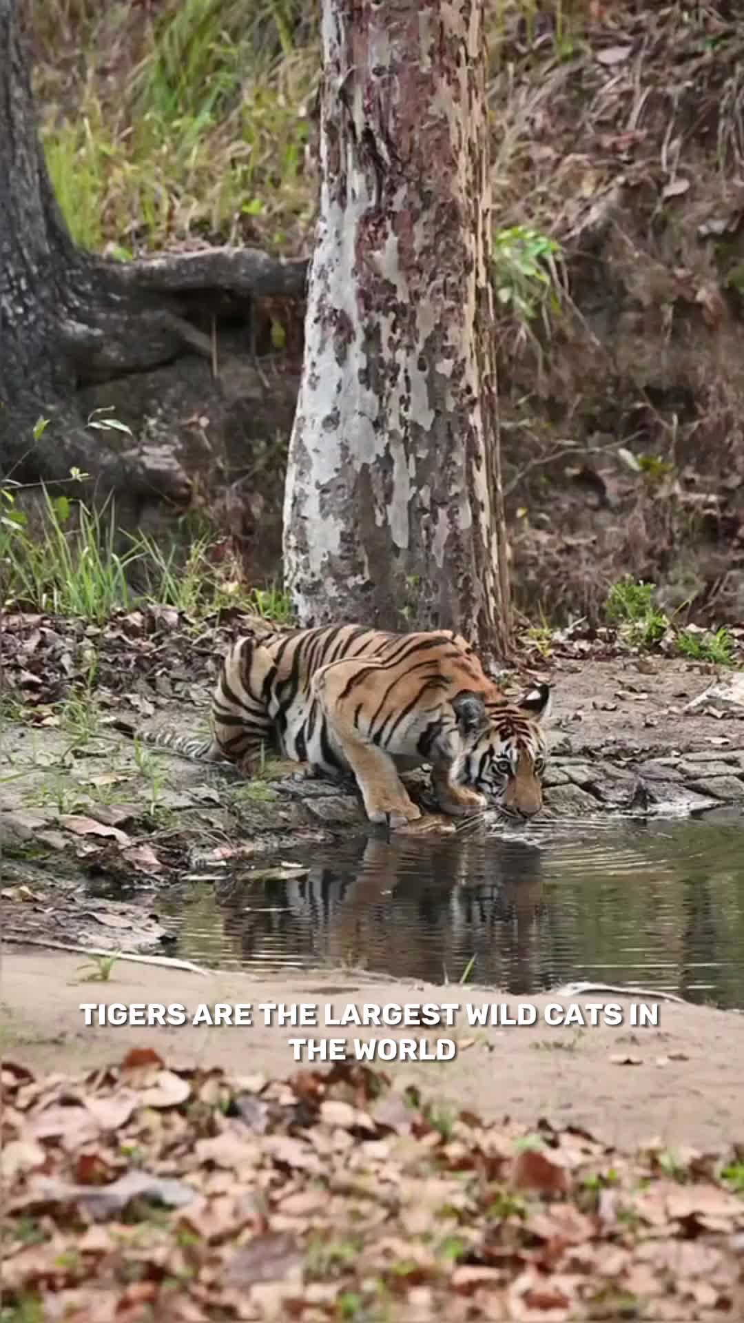 @factsanimal0