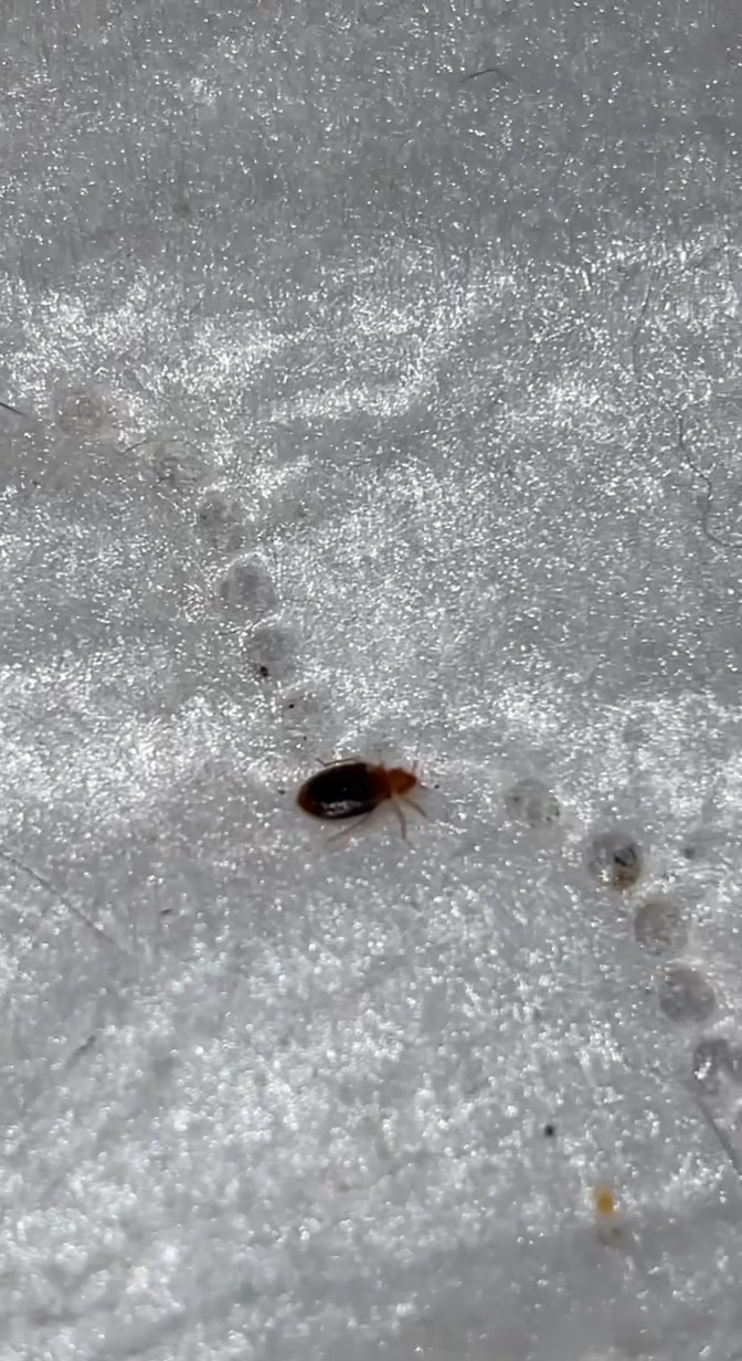 @JetCo Pest & Bed Bug Services