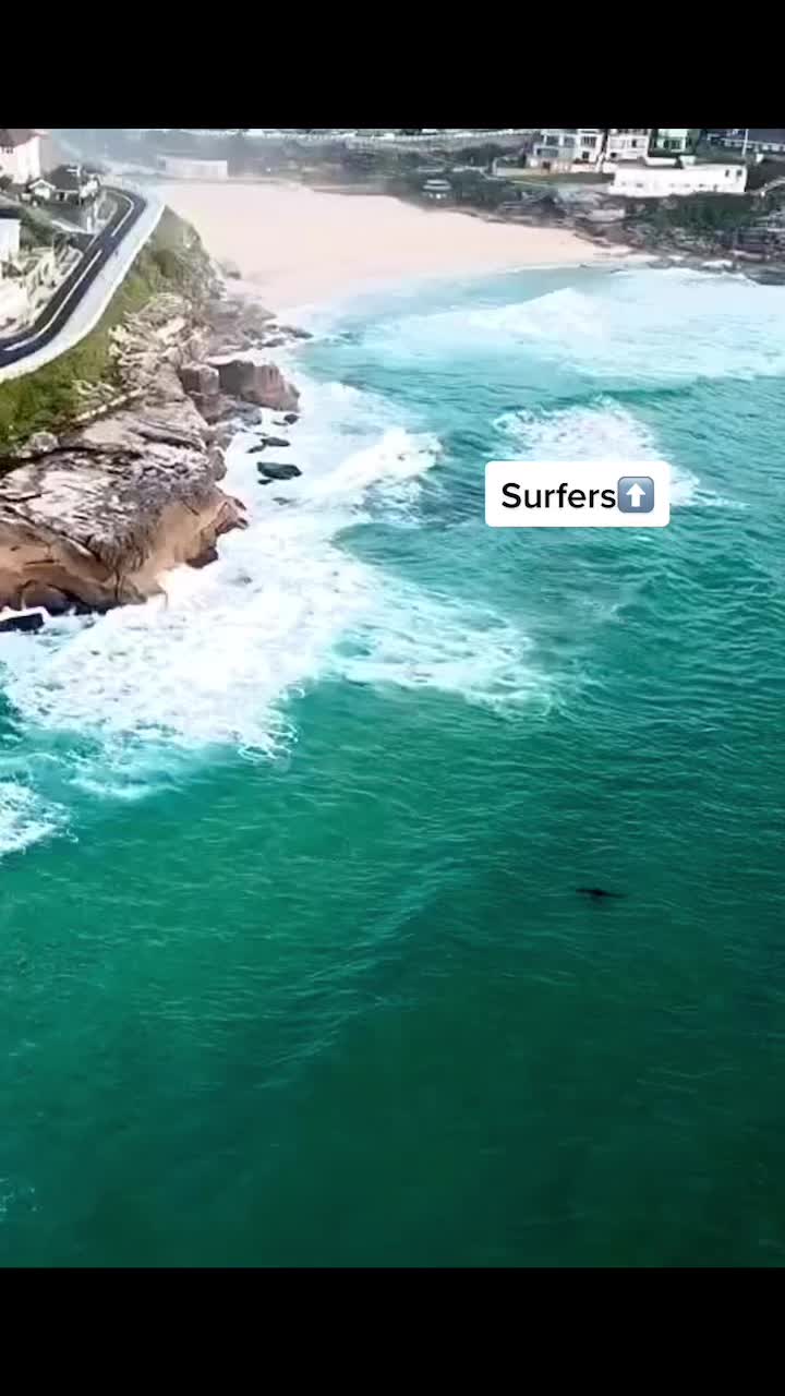 @Dronesharkapp