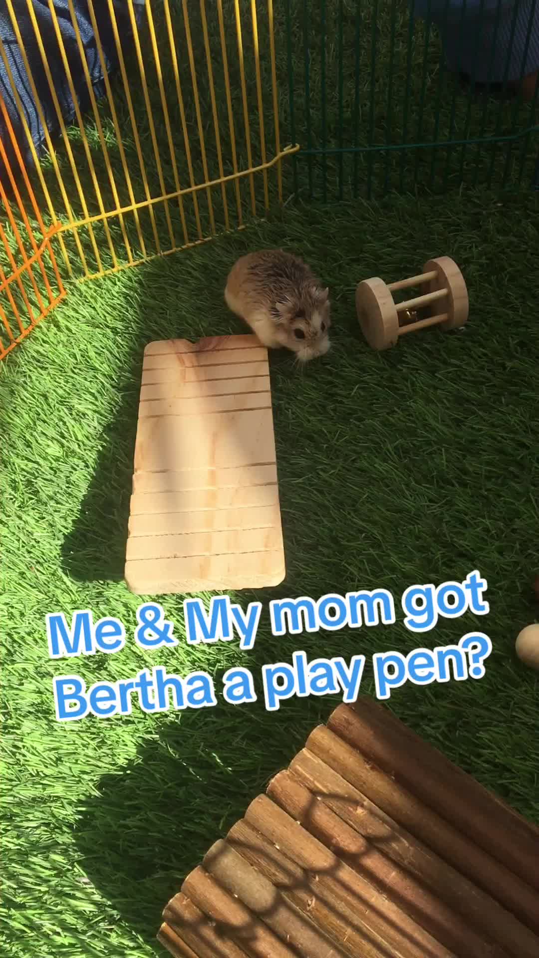 @scruffydolphin