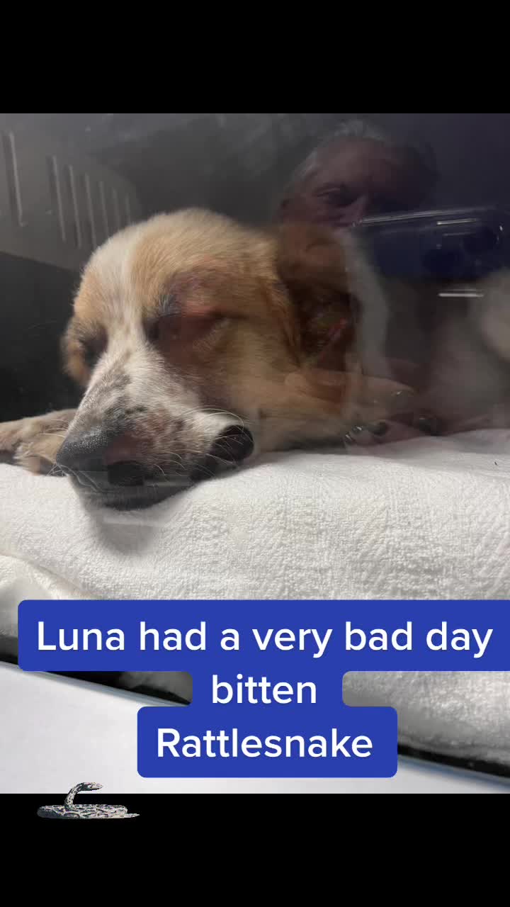 @#animalhyperbarics