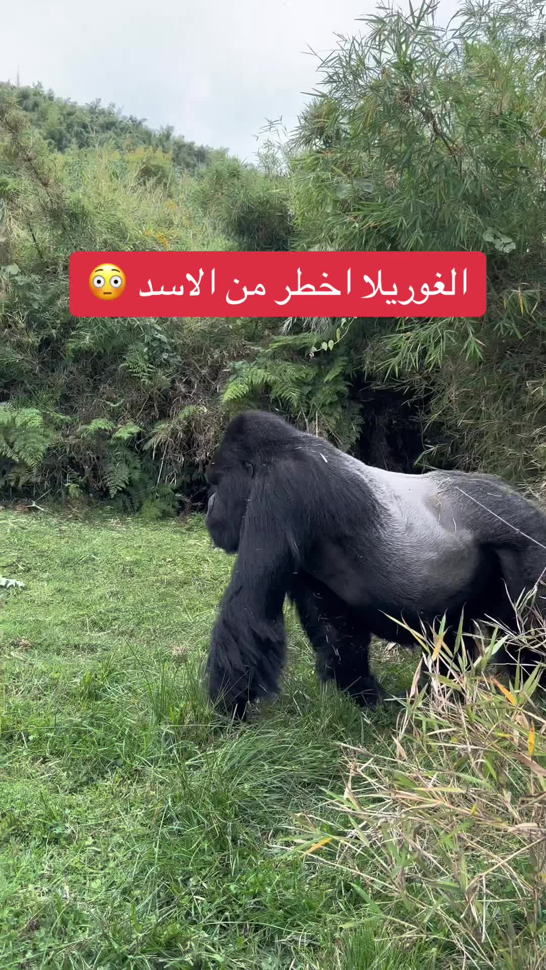 @أسامه الشريف