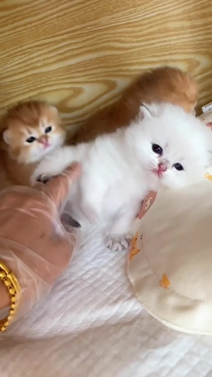 @CutePetEncyclopedia