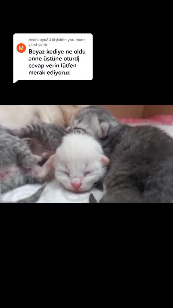 @MAVİİ🐾ALİŞŞ