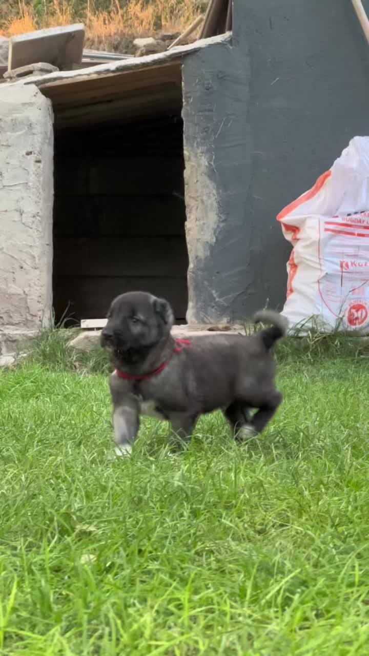 @alperkoramaz panter kangalları