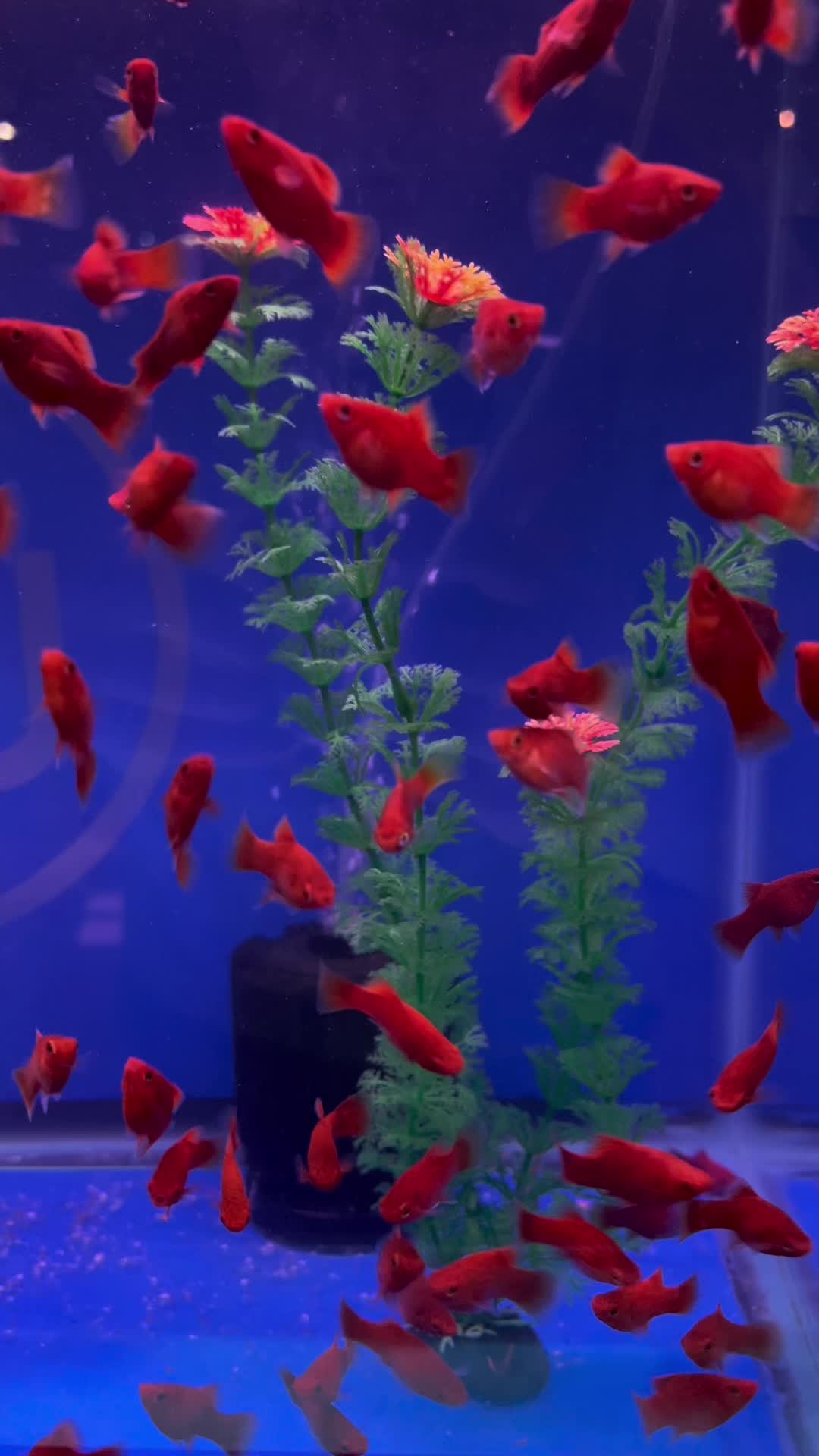@epicfishnetwork