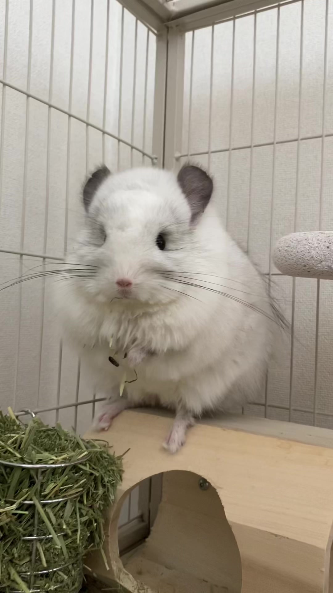 @アンゴラチンチラの雨くん