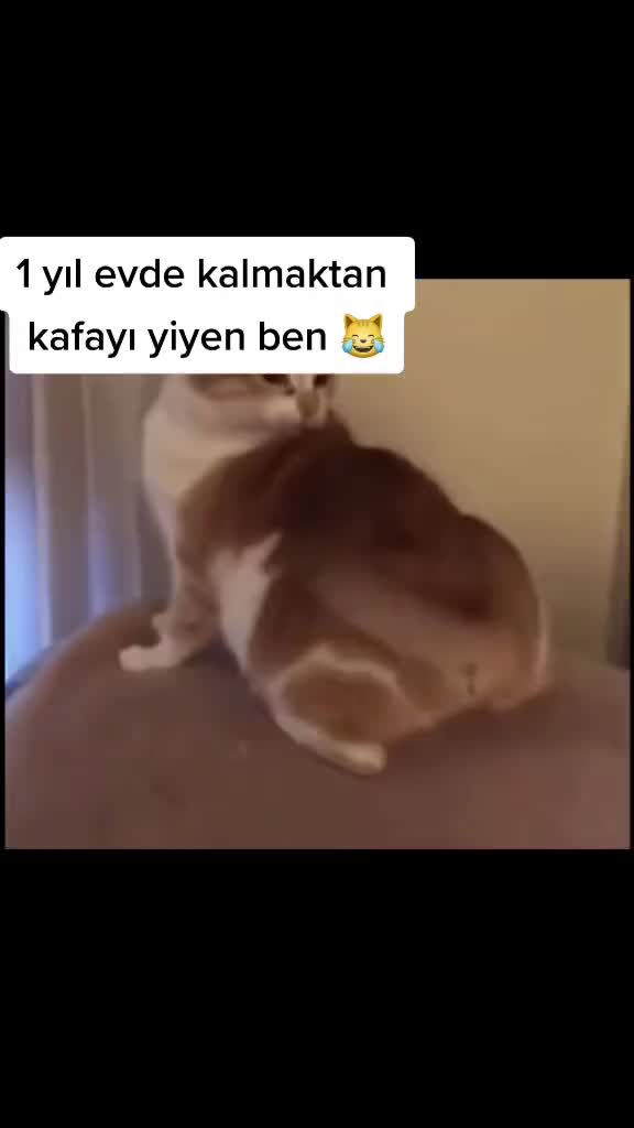 @ozi