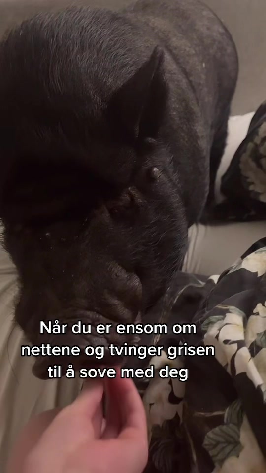 @Lykke Bjørnson 💞