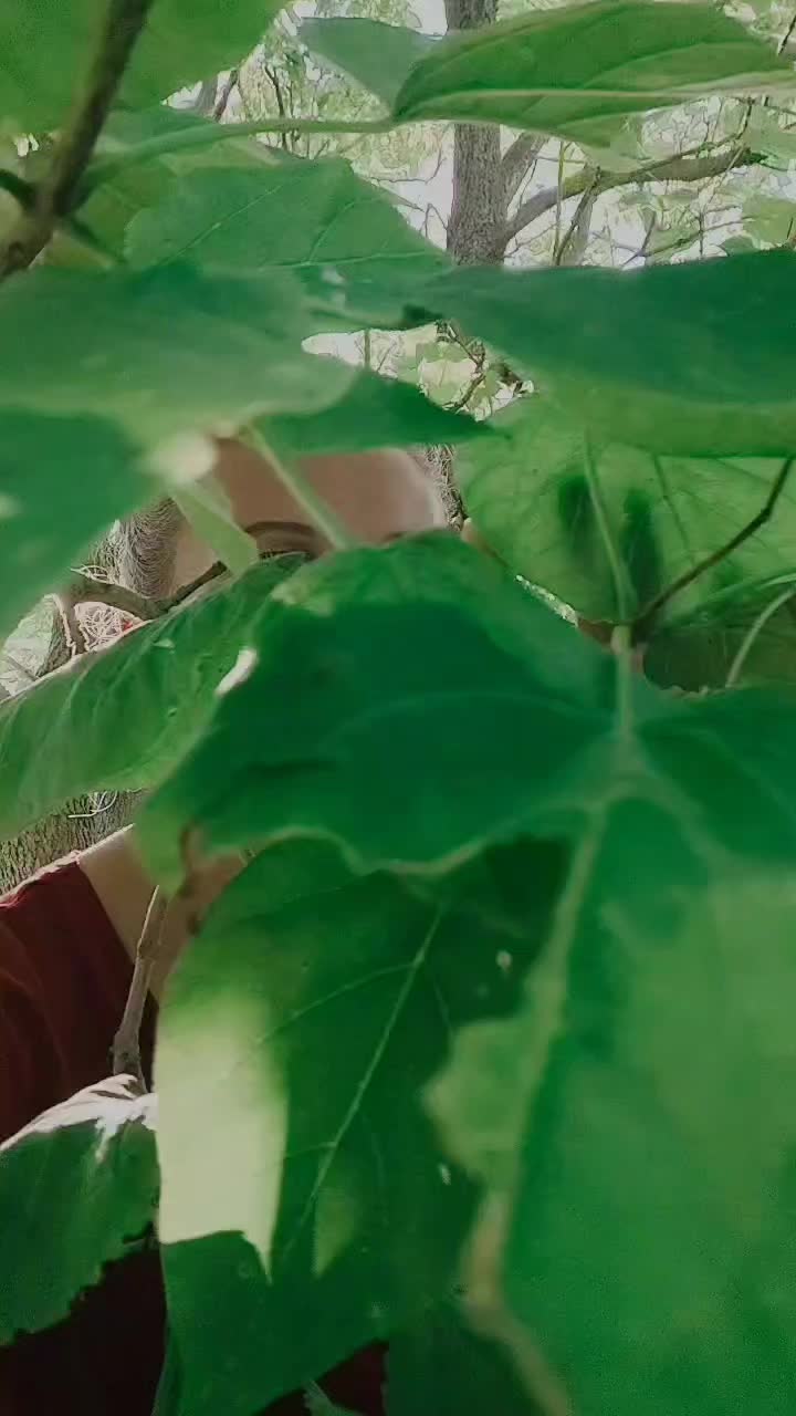 @&Eacute;ofl&aelig;d