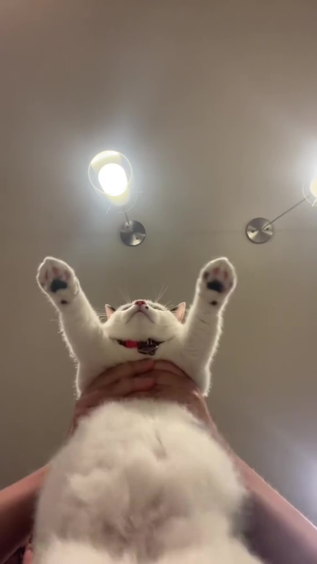 @KittenMitten