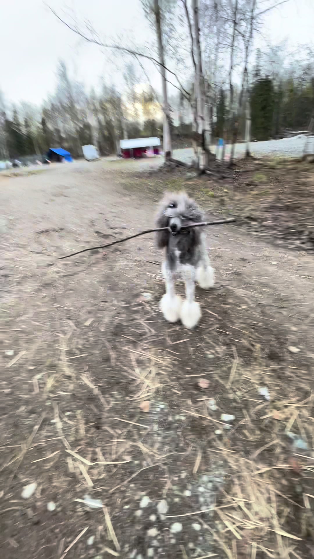 @Luxe The Adventure Poodle