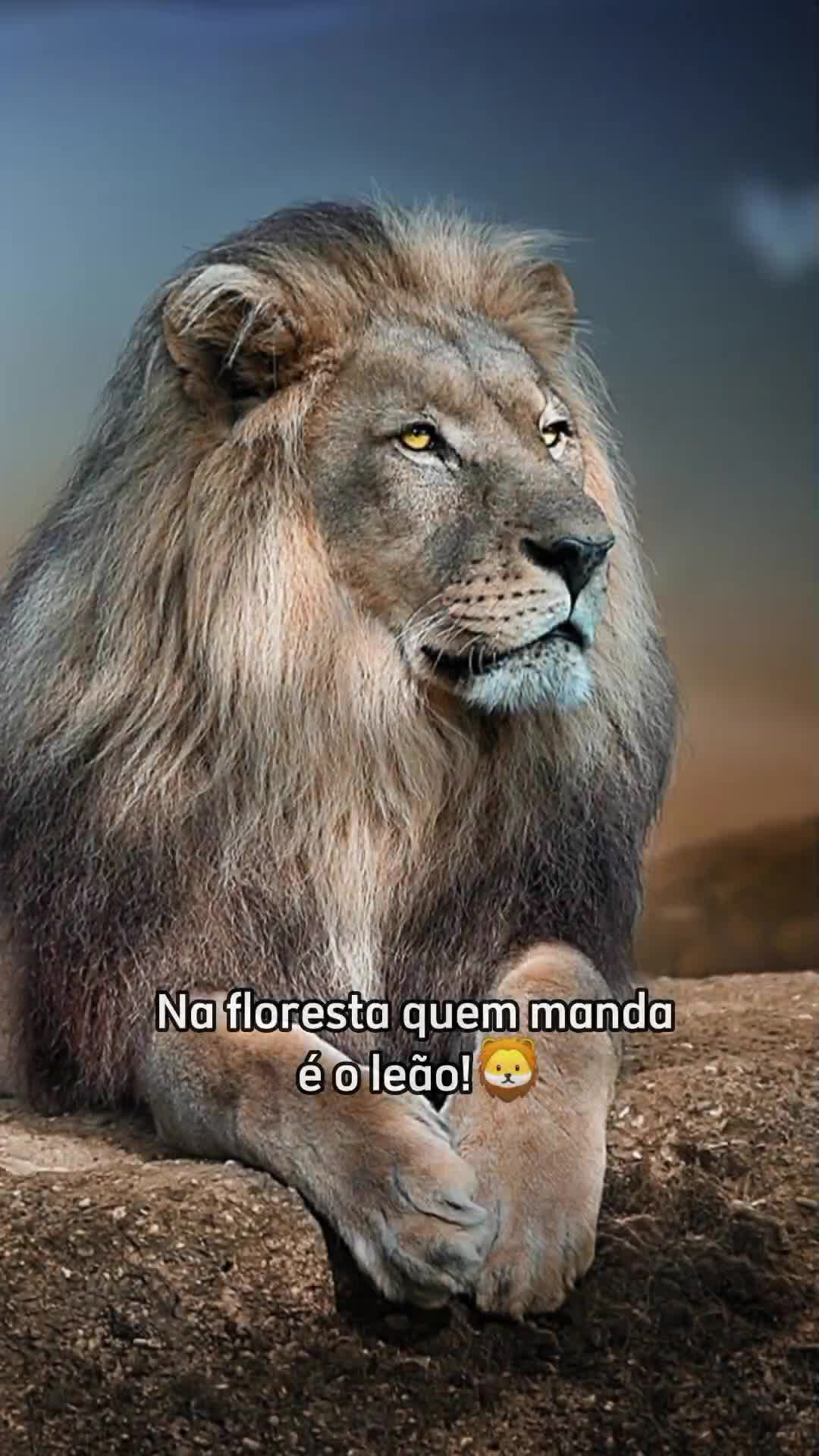 @taila