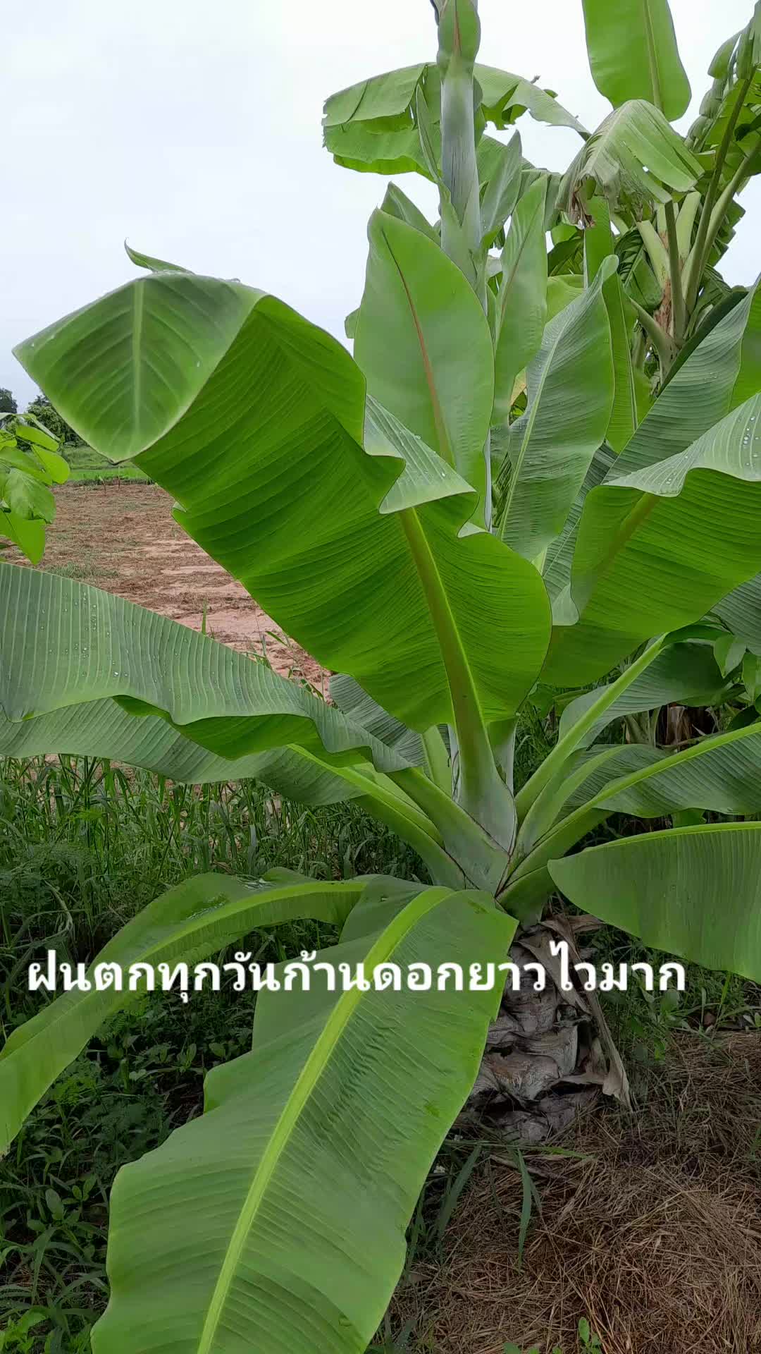 @หัสดี