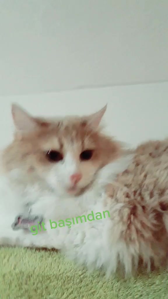@korayçNk