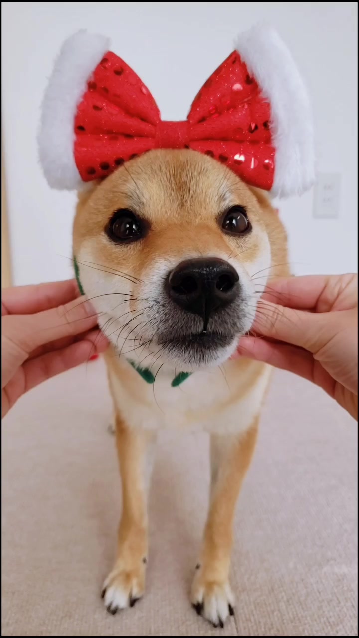 @柴犬コマリ