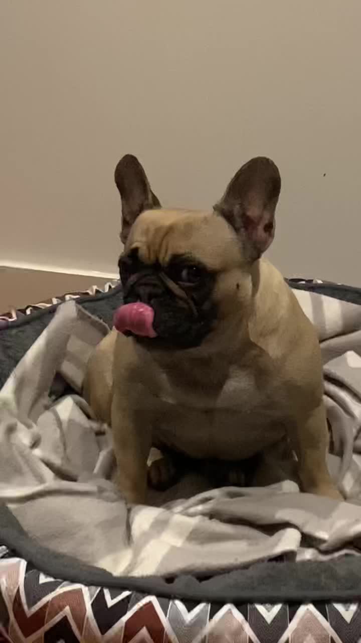 @Miss Lola the Frenchie