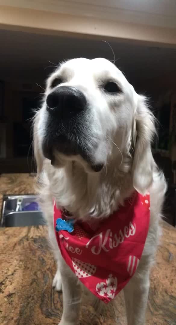 @pierredawg