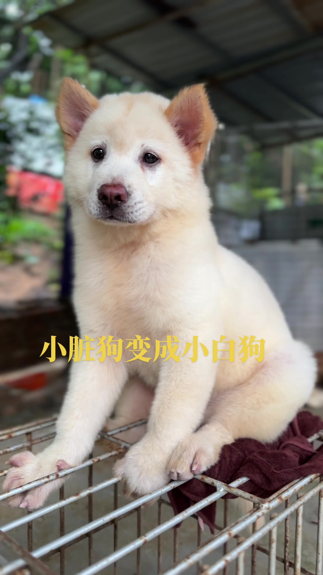 @南粤陪伴犬