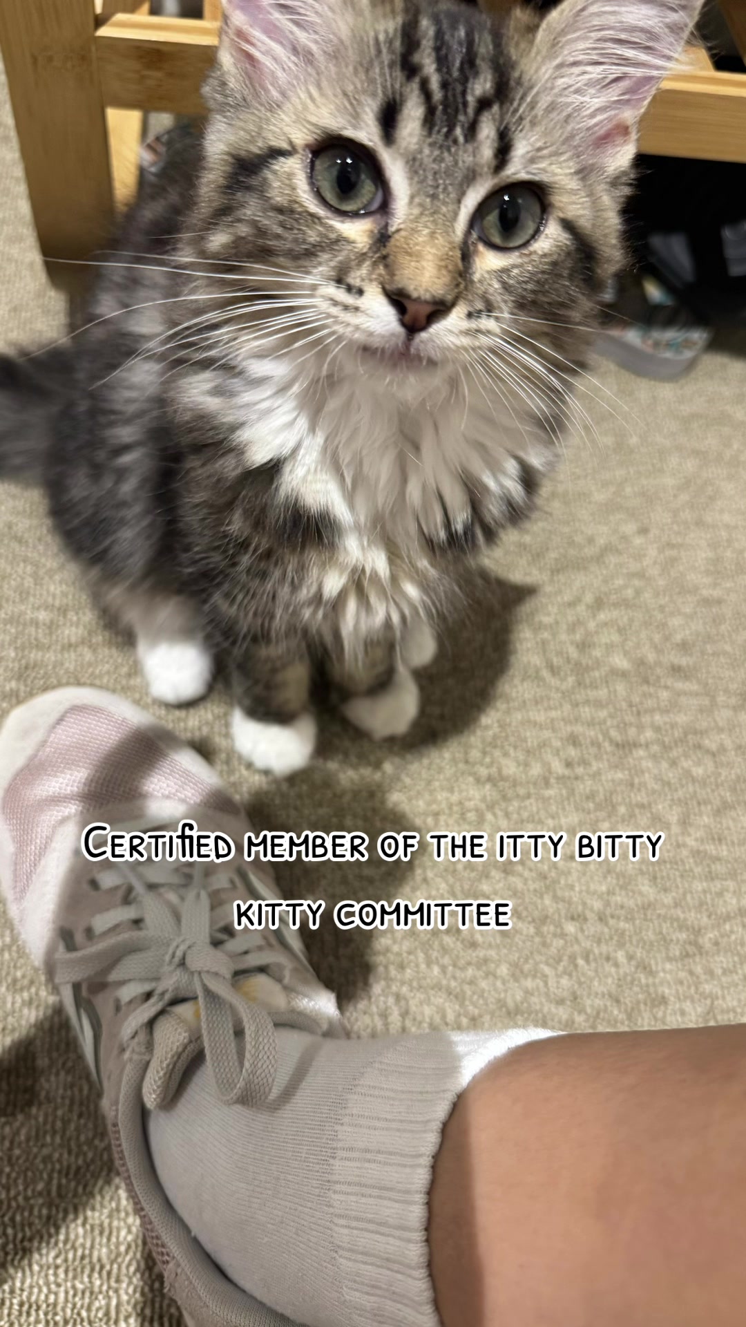 @mrsmeow