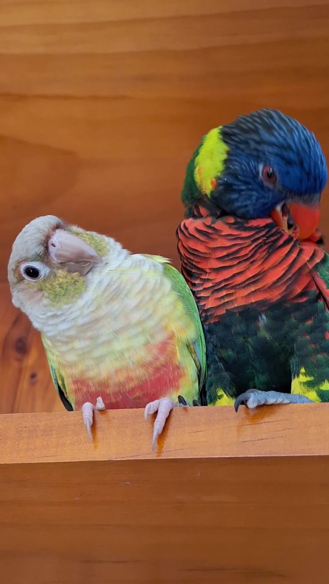 @birbwirb