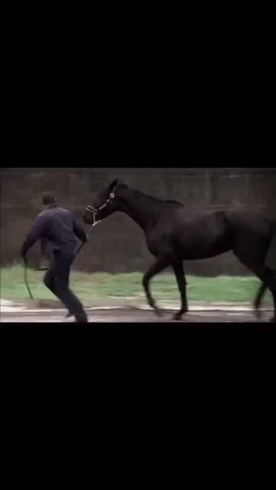 @🖇horses🖇