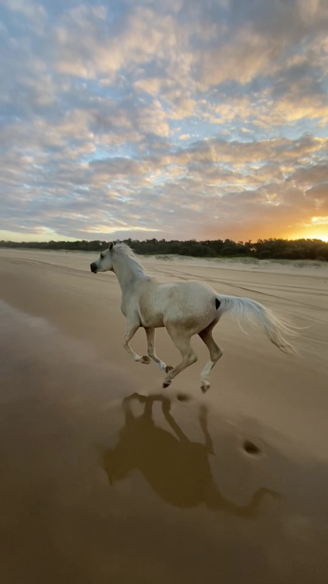 @Myhorsewillow