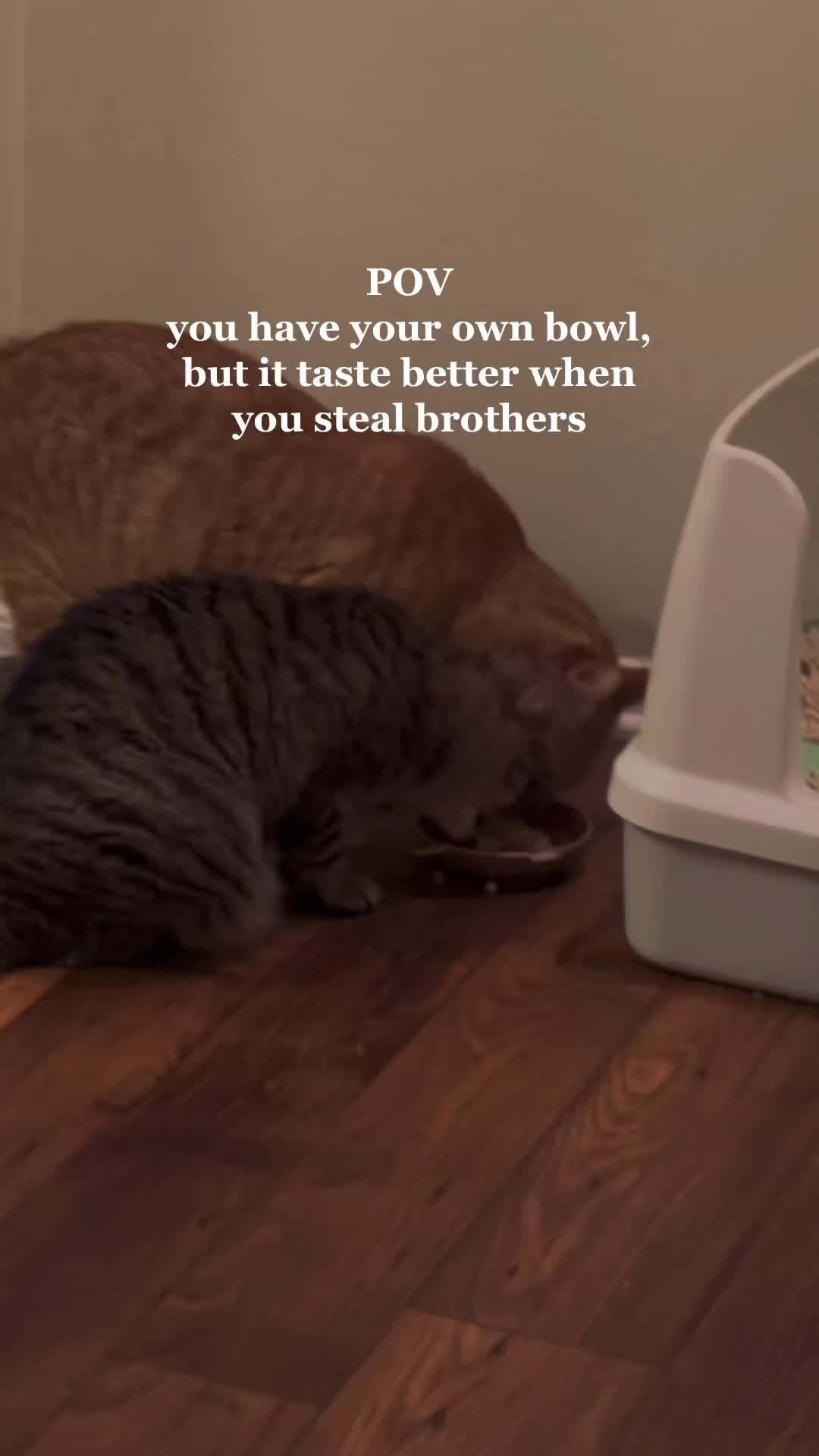 @Cat videos
