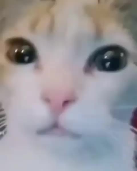 @kyle