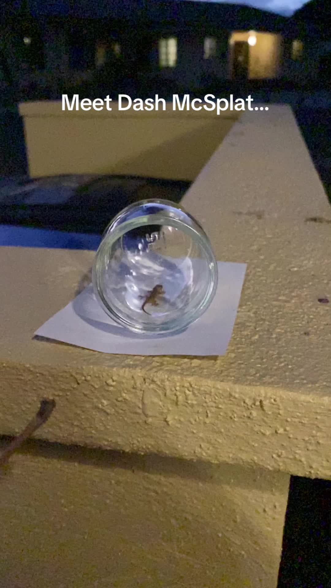 @Tiny Home Zoo