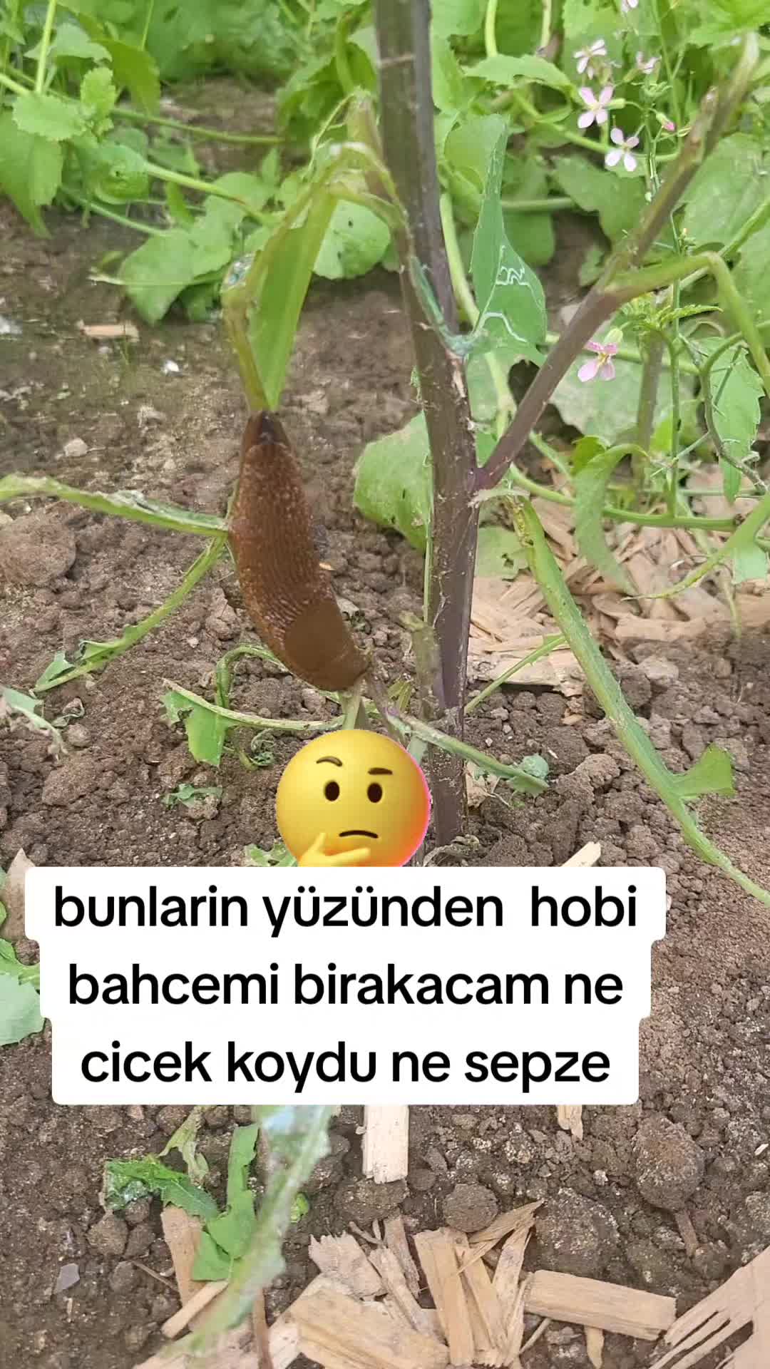 @🇹🇷☾☆Ş𝖎𝖗𝖎𝖓𝖇𝖆𝖇𝖆.58☾☆
