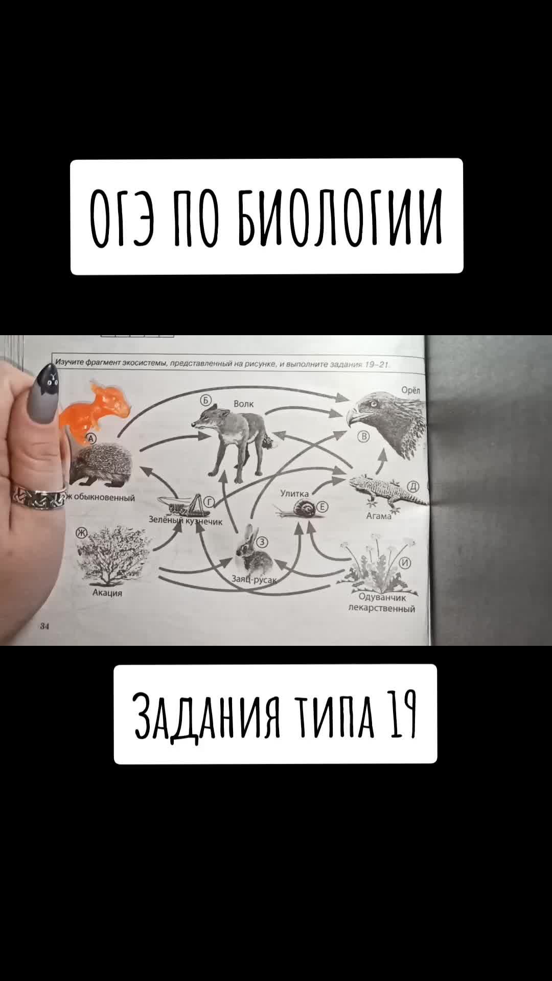 @Биология 🐢
