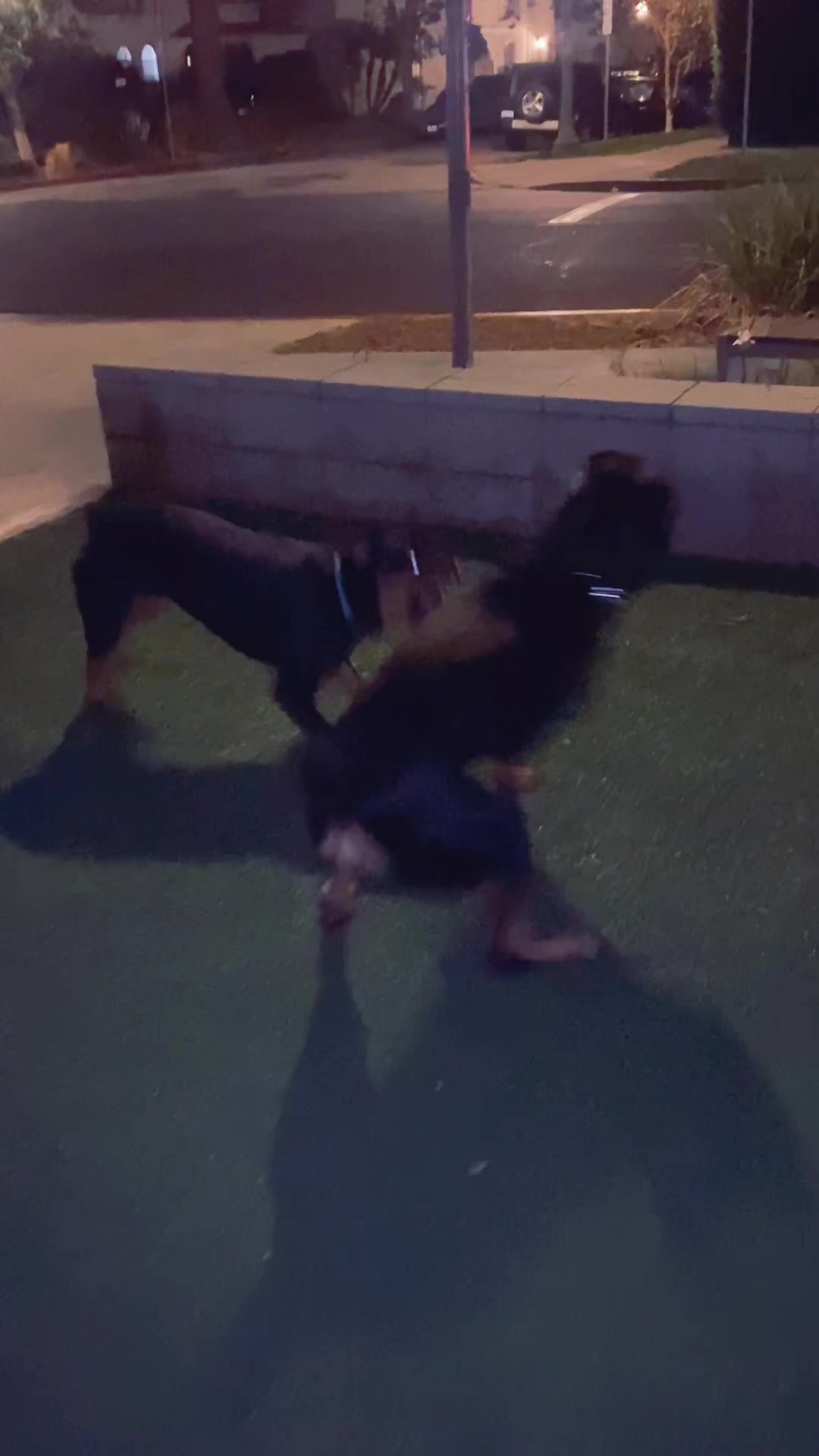 @Pluto the Rottie