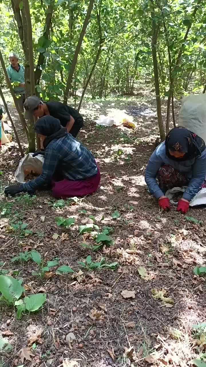 @ibo buzağıcı