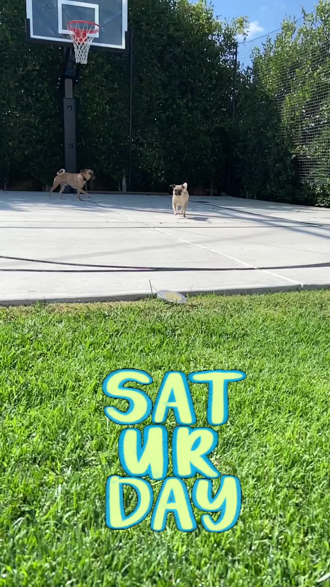 @thedoguepile