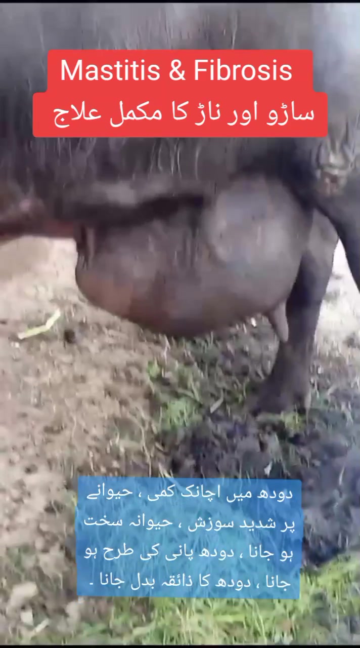 @Dr Abdullah