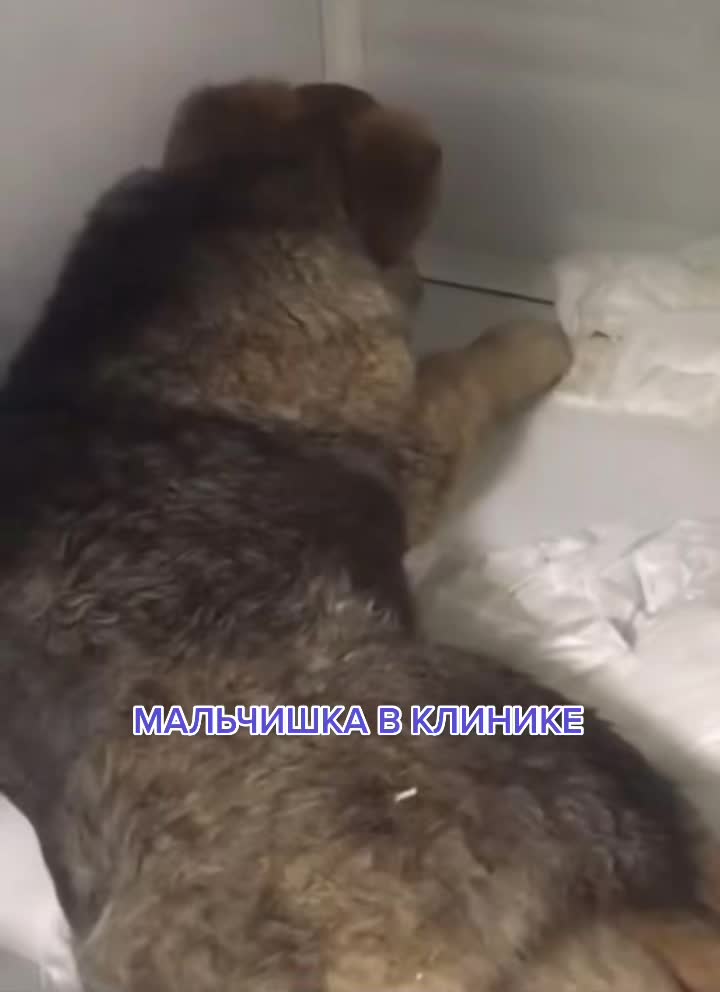 @КАРДАН ЖИВИ