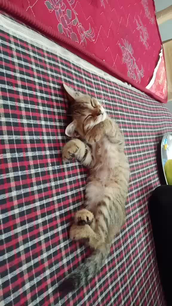 @shahbaazshaikh11_🤘