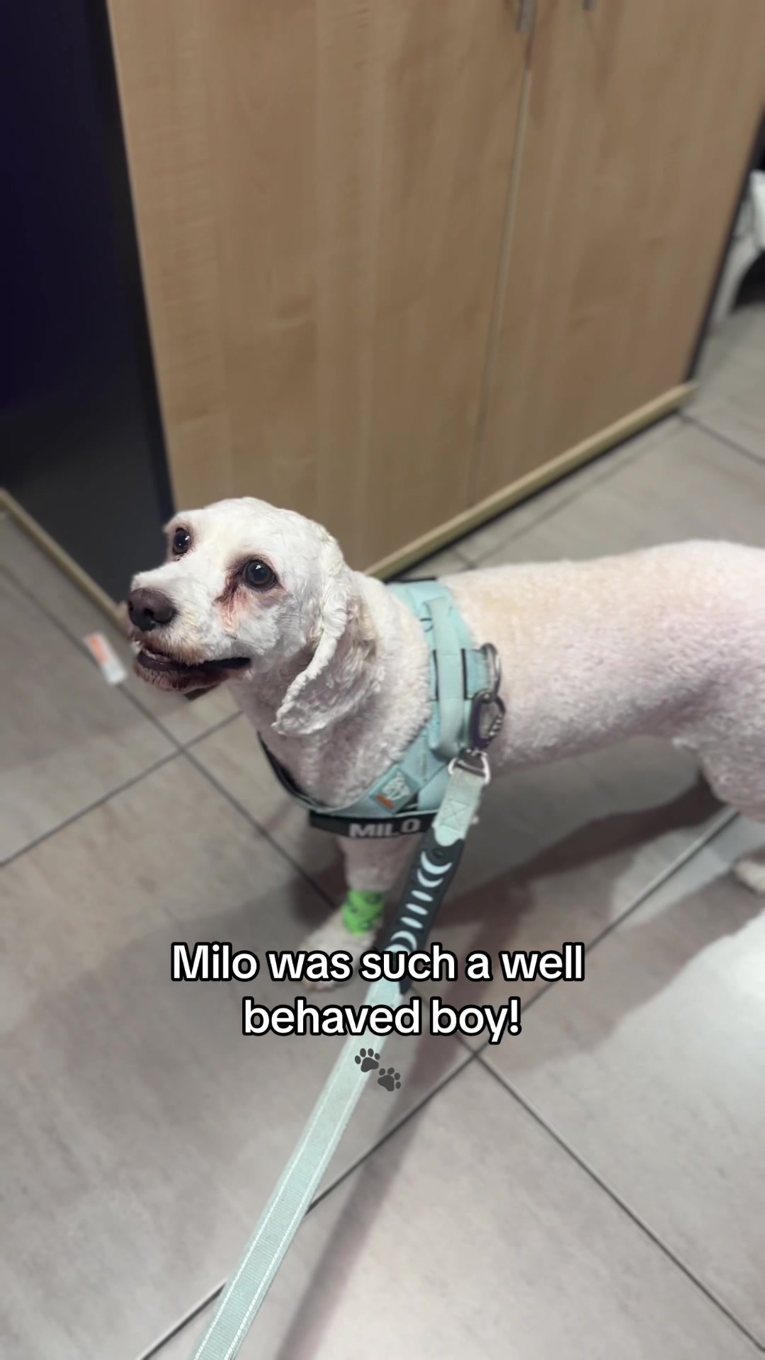 @Vets for Pets