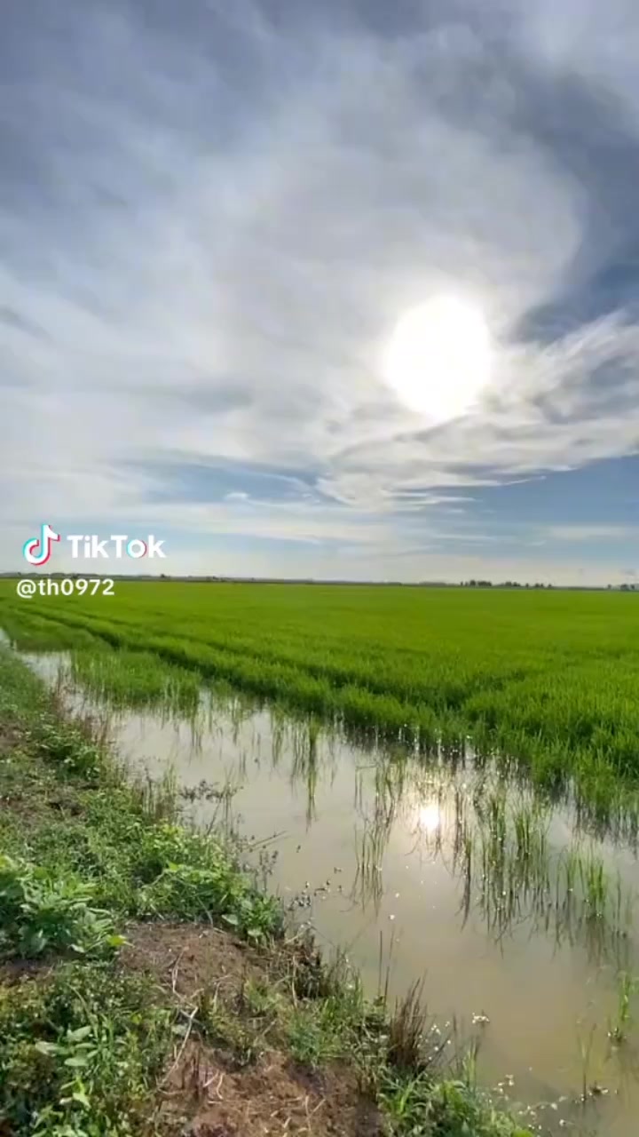 @ប្រូ ចន្ថា ស្វាយ រៀង