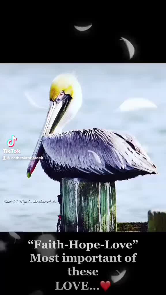@Salty Dandelion