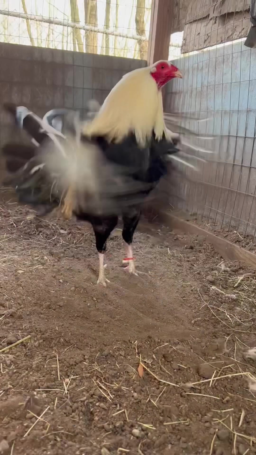 @꧁༒𝓞𝓢𝓒𝓐𝓡༒꧂