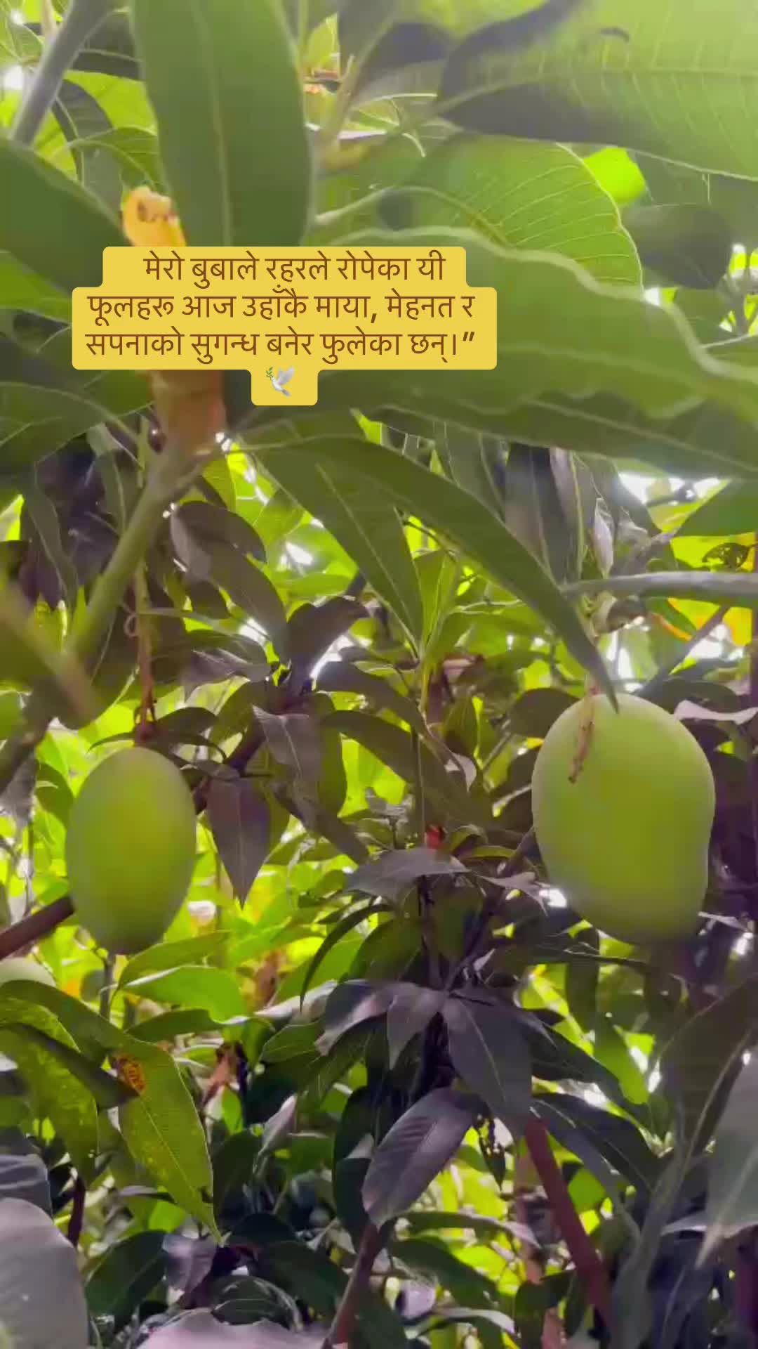 @Aasha Kc