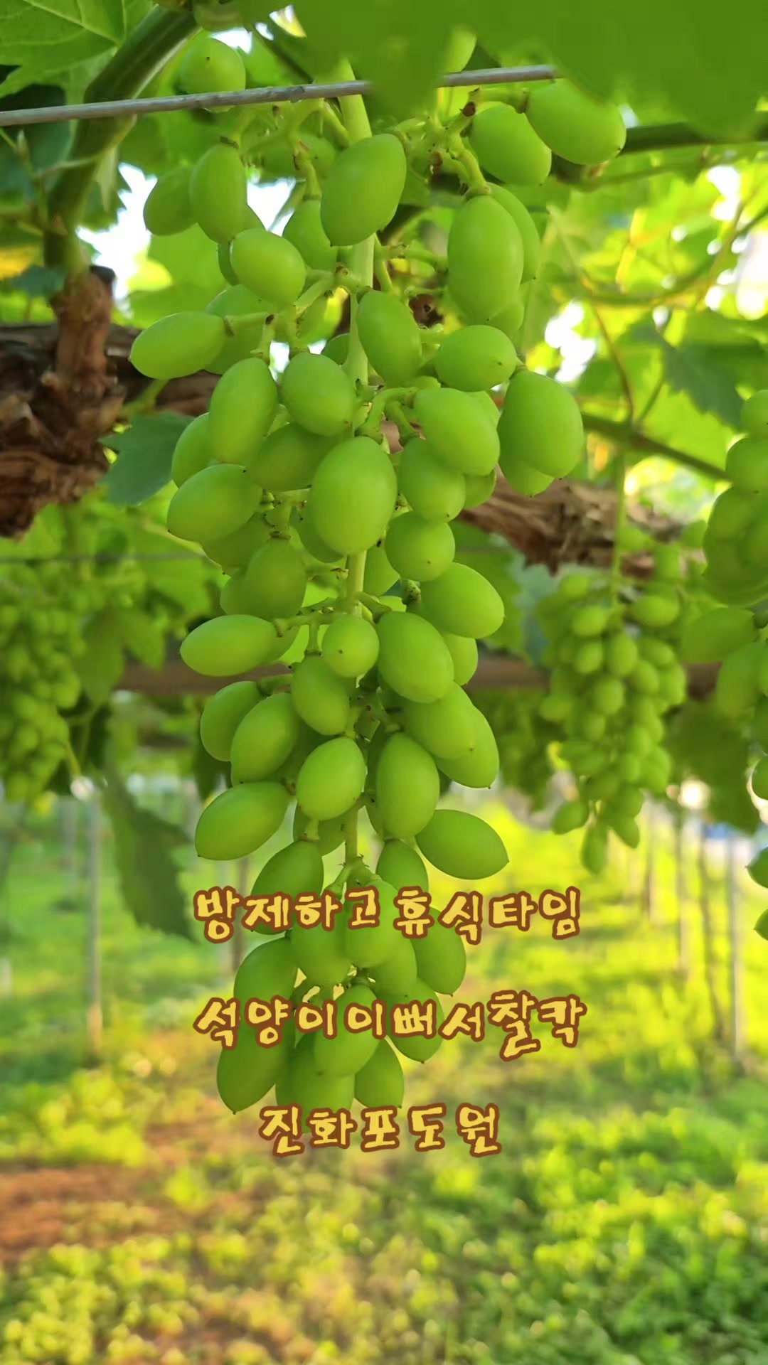 @진화포도원