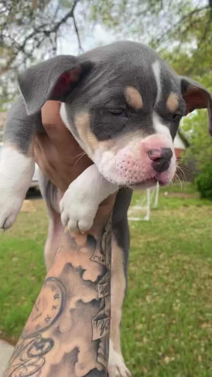 @Grimey Bullys 🐾🦴