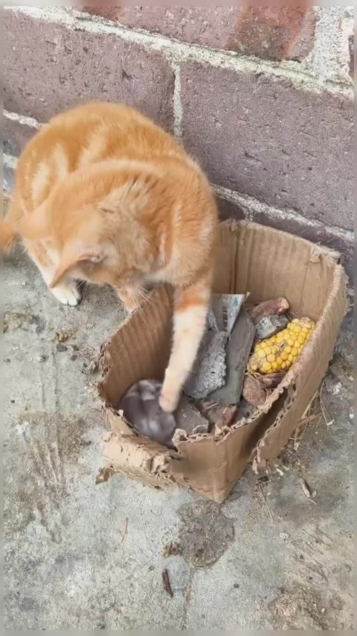 @healing pet