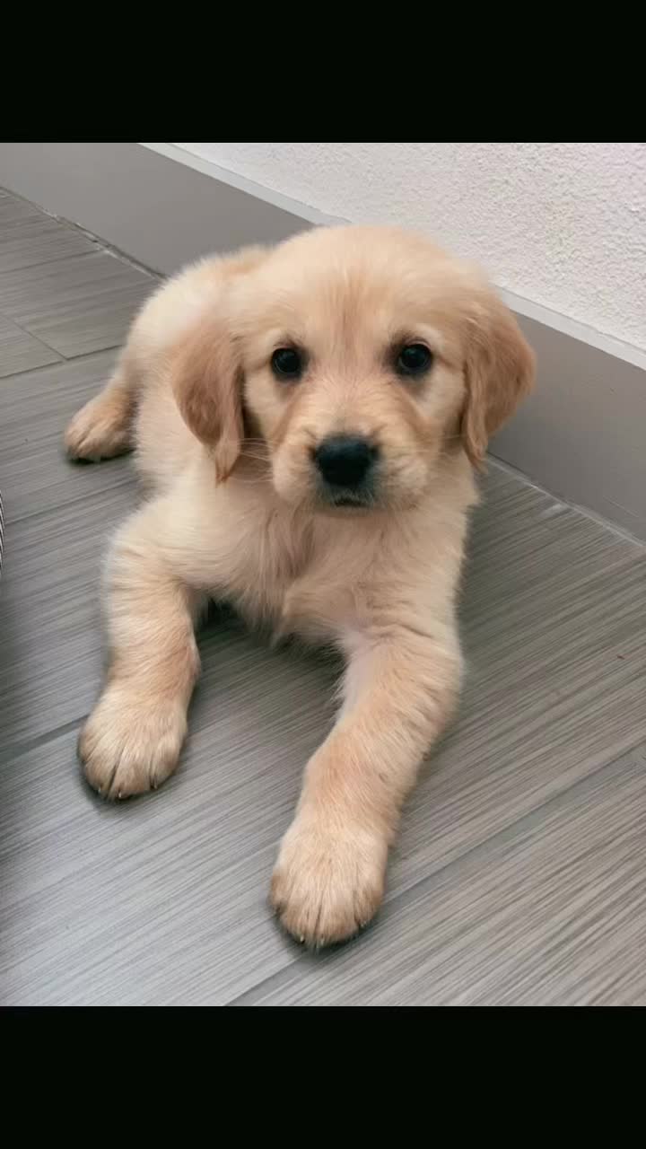 @Oliver 🐶