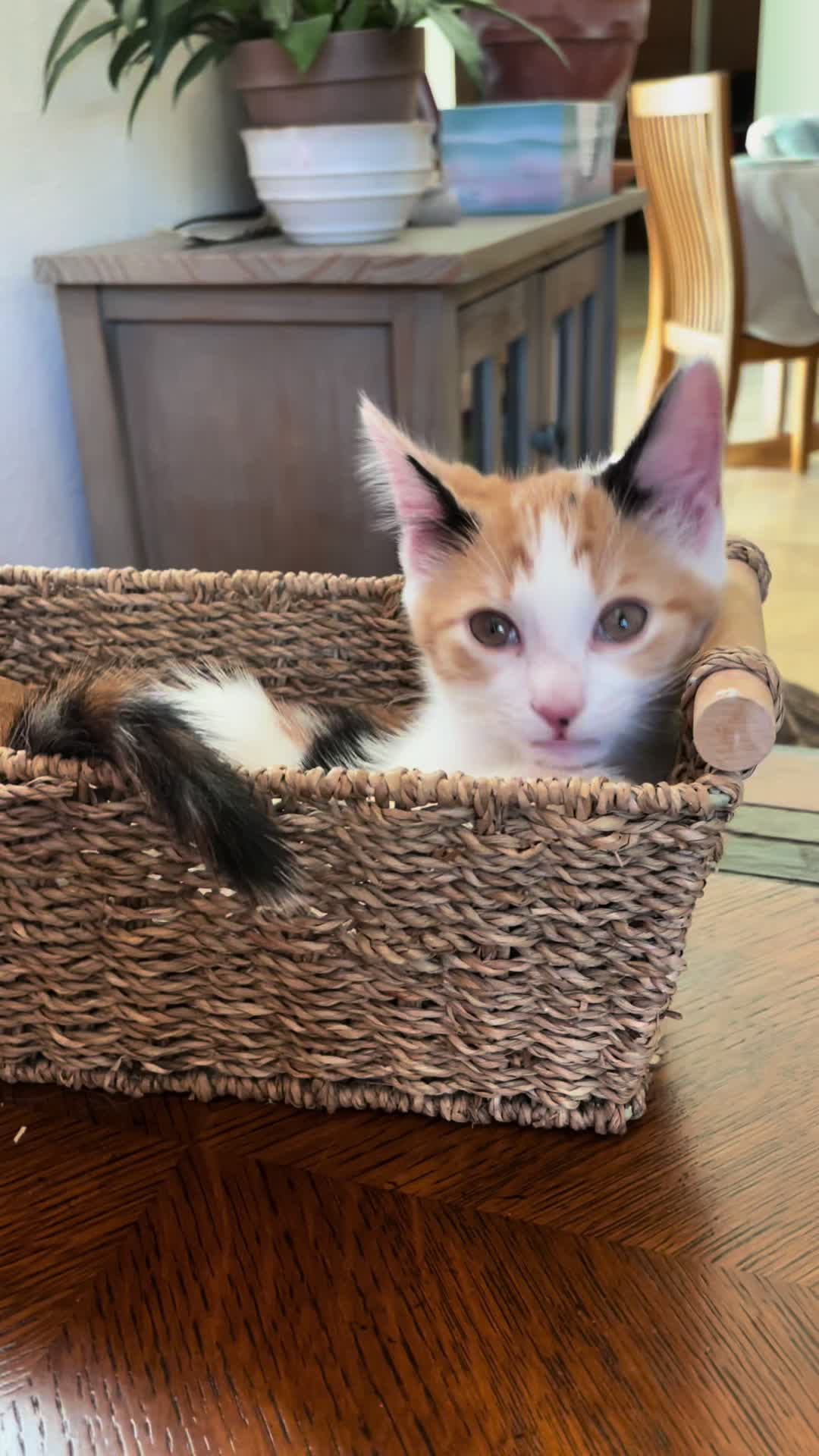 @motel cats