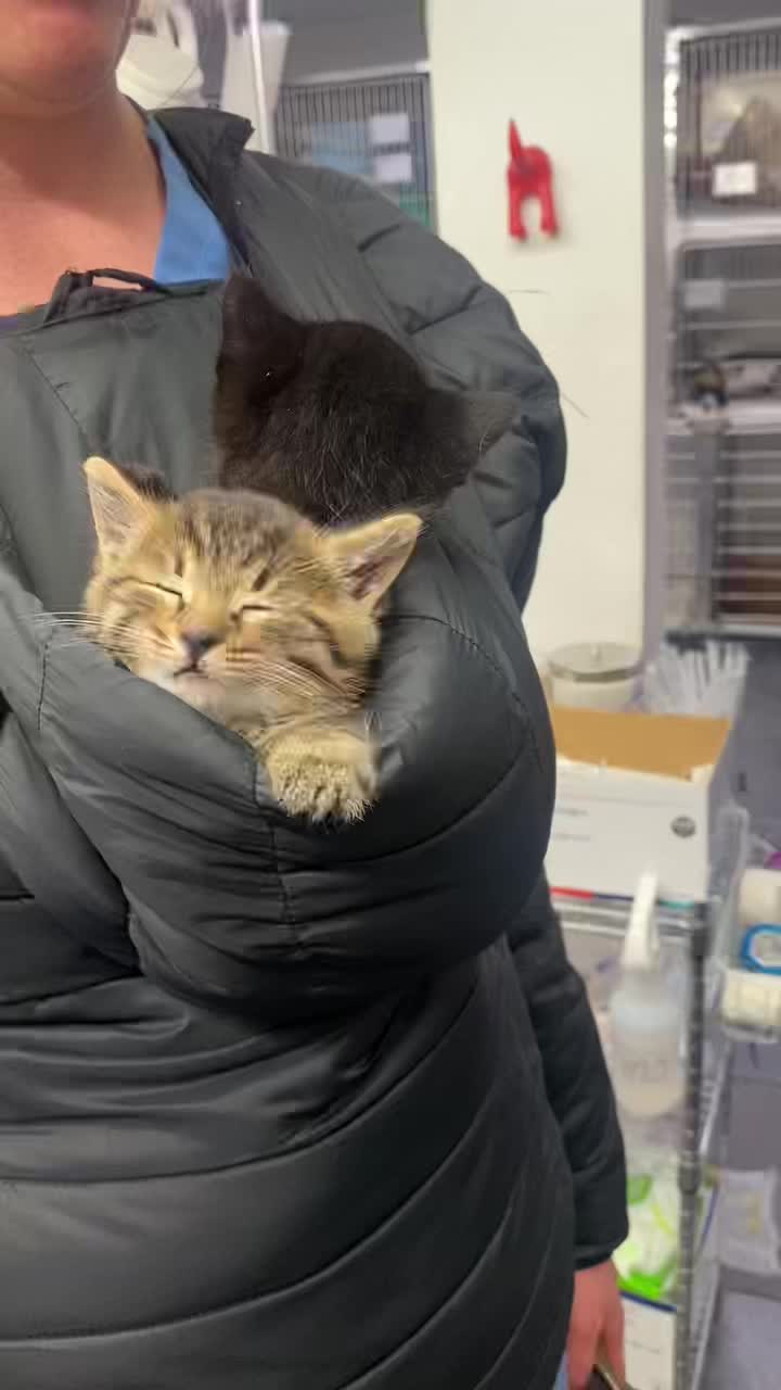 @sfurbanpethospital